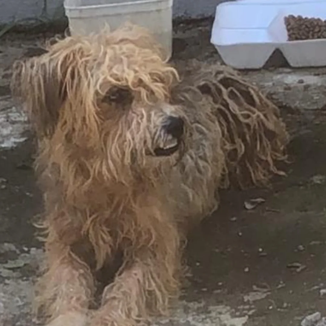 Antes - Animal resgatado em situação crítica